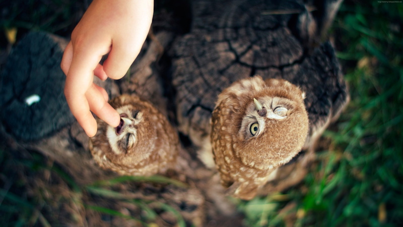 human hand, Owl, finger, plant, cute, Ann and Hayk Owls, tree, 4K, focus on foreground, close-up, selective focus, outdoors, body part, hand, childhood
