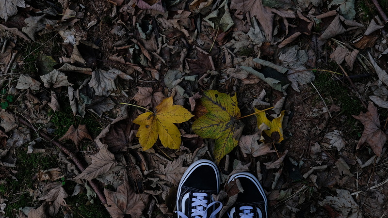 day, plant part, forest, skool, dry, messy, ground, shoe, lifestyles, autumn, white, low section, human, plant, vans, soil, standing, top, outdoors, human leg