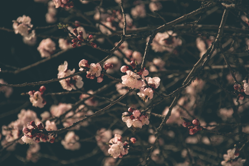 flowers, pink, fruit, tree, sunset, blossom, artofvisuals, cherry tree, trees, vulnerability, cherries, cherrie, flower head, weather, no people, fragility
