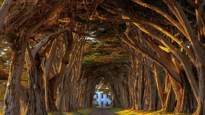 place of worship, day, spirituality, forming, built structure, arch, one person, trees, real people, religion, house, path, nature, photo, tunnel, outdoors