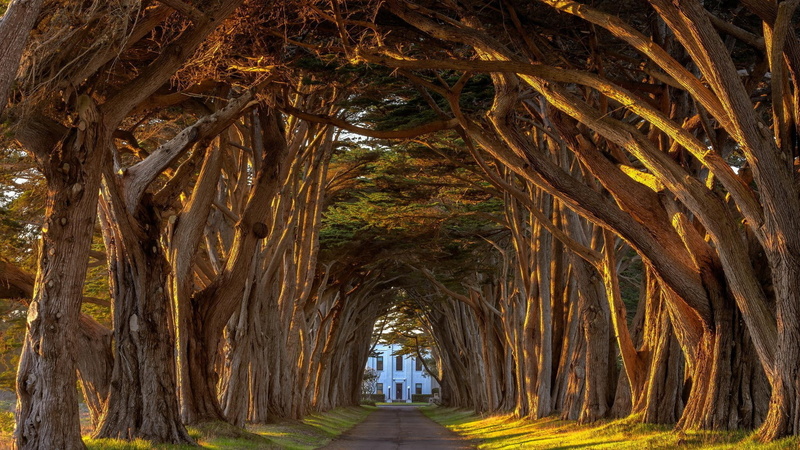 real people, arch, the way forward, leisure activity, direction, day, amazing nature pictures  hd 1920x1080, tunnel, tree, incidental people, rear view