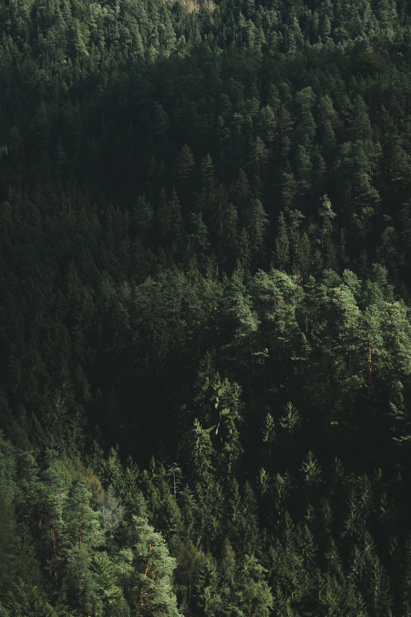 tranquil scene, woodland, travel, day, lush foliage, non-urban scene, nature, germany, rainforest, growth, outdoors, sächsische schweiz-osterzgebirge, evergreen tree