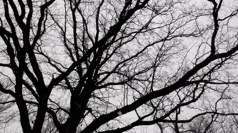 4K, branch, grey, clear sky, black, scenics - nature, silhouette, nature, backgrounds, snow, trunk, bare tree, sw, sky, tranquility, germany, outdoors