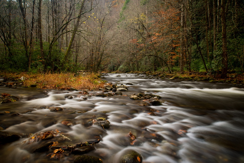 honey bee, land, tree, invertebrate, creek, flowing water, flowing, dirt road, animal, nature, motion, time, road, wilderness, tranquility, tremont in the great smoky mountains national park