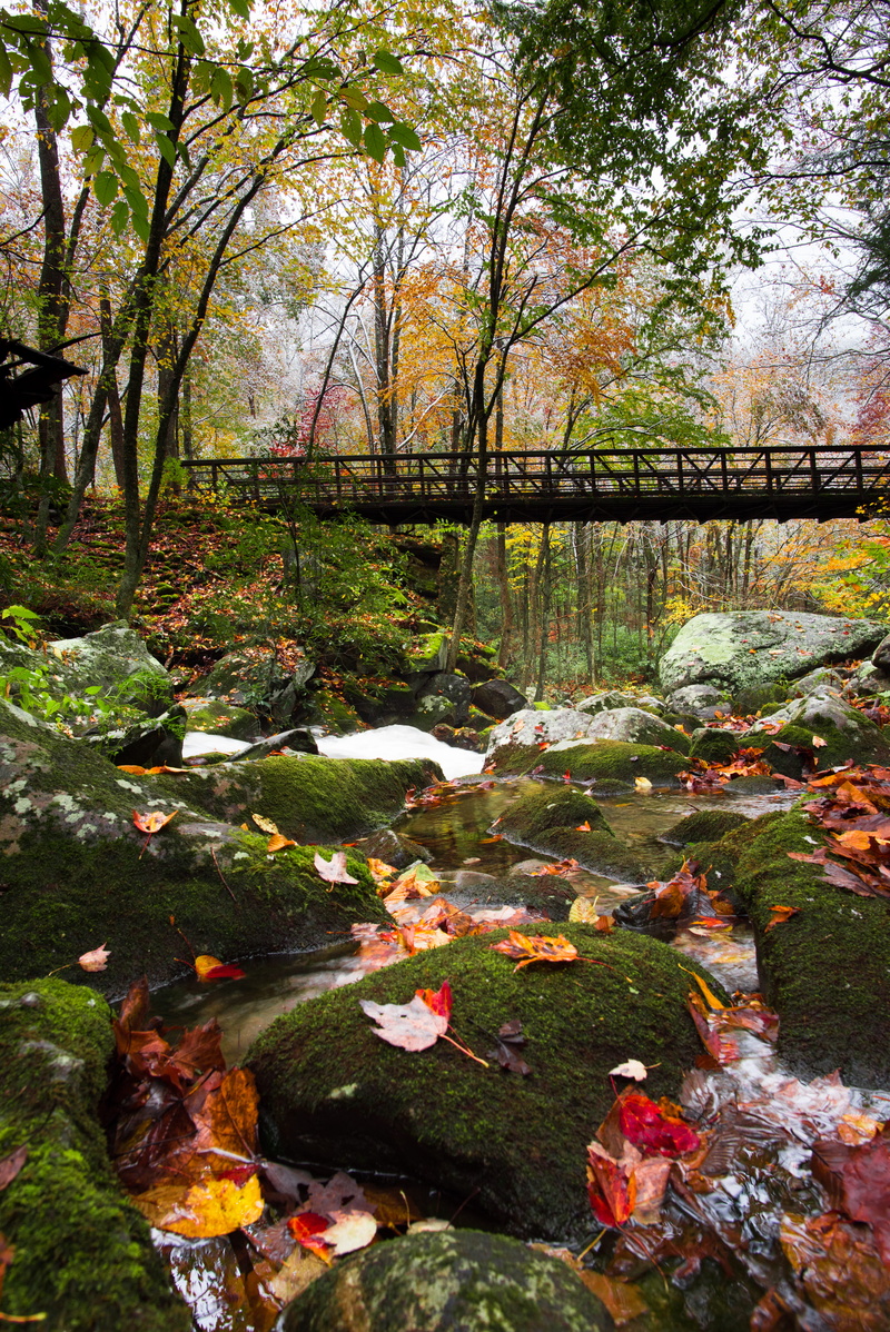 day, rock, solid, tree, change, plant, outdoors, river, 5K, tremont road, flowing water, townsend, trees, nature, colors, autumn, tranquility, forest