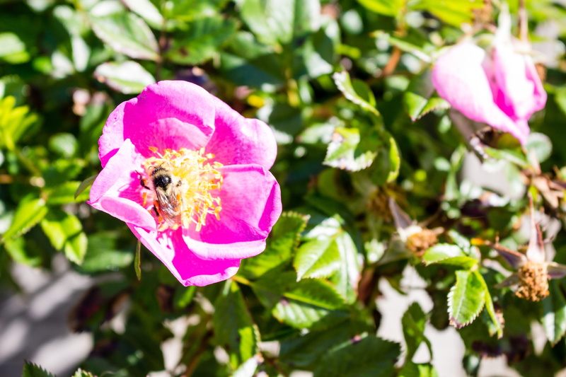 bee, insect, one animal, beauty in nature, flower head, pink color, bass harbor head lighthouse, pollen, bumblebee, plant, animal themes, pollinator, close-up