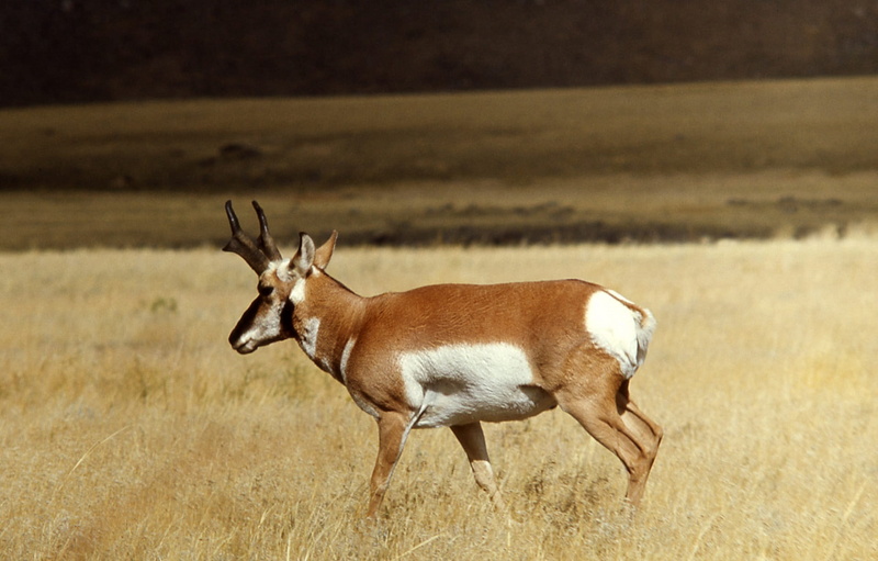 brown, standing, land, profile view, nature, animal themes, animal wildlife, animals in the wild, deer, prong, grass, jungle, outdoors, full length, vertebrate