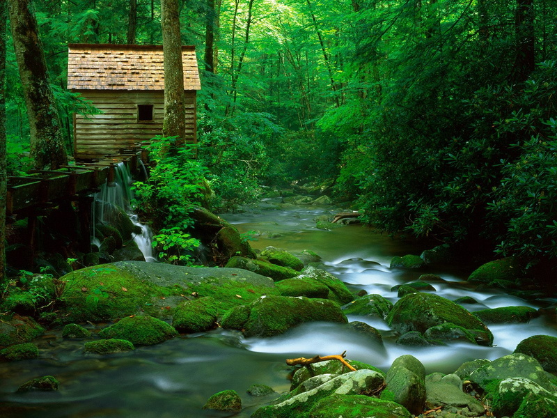 720P, Scenery, outdoors, near, tree, river, water, house, green color, great, waterfall, forest, motion, growth, scenics - nature, tranquility