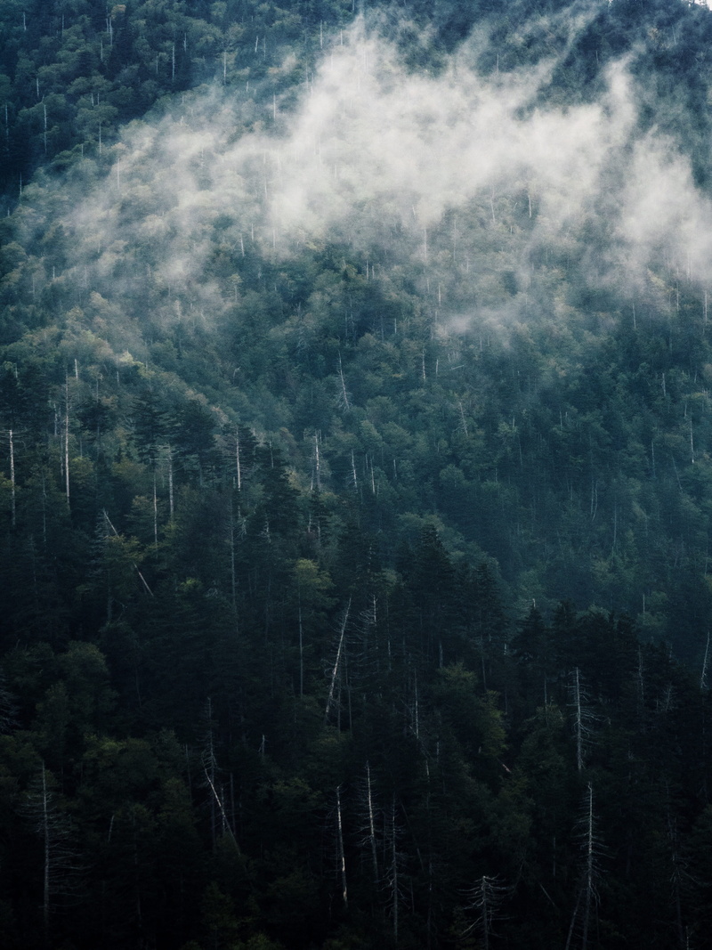 nature, mountain, cloud, fog, abies, scenics - nature, tranquil scene, cloud - sky, environment, united states, beauty in nature, woodland, plant, great smoky mountains national park
