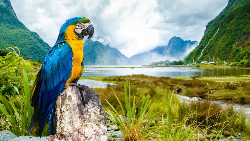 mountain, day, mountain range, view, animal wildlife, water, animals in the wild, parrot, plant, 1080P, no people, nature, animal themes, one animal, vertebrate