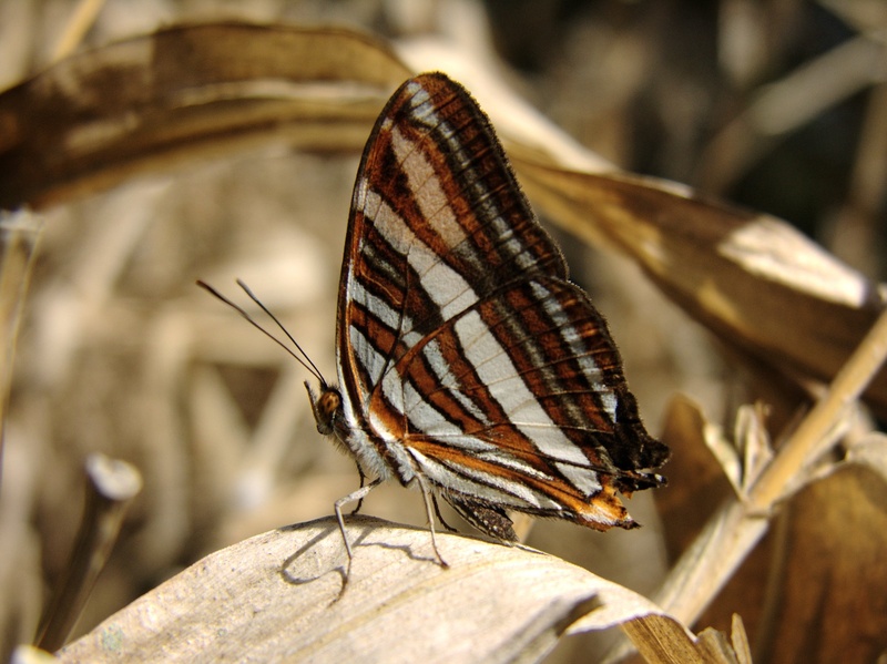 adelpha syma, day, no people, invertebrate, butterfly, flowers, nature, animal wildlife, close-up, wildlife, butterfly - insect, syma sister, animal markings