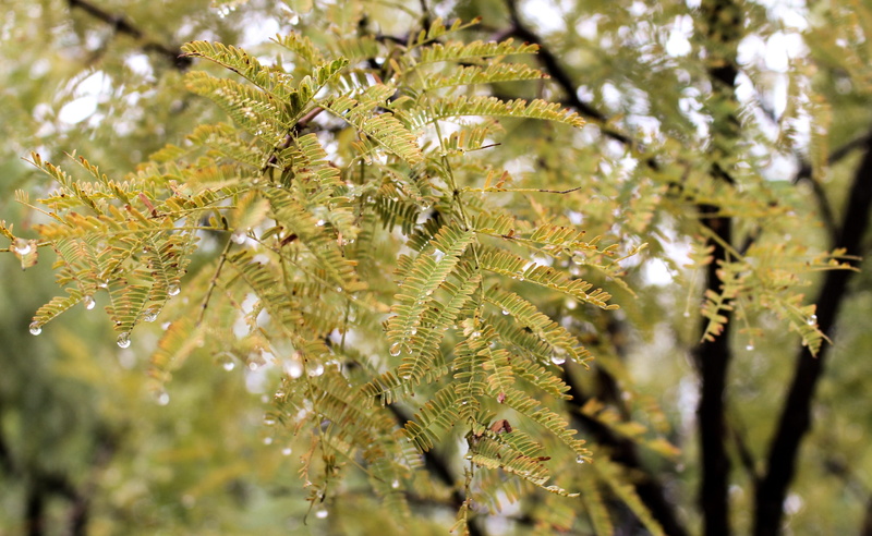 wet, leaf, water, rain, forest, plants, drops, animal, 2K, selective focus, no people, growth, nature, explore, plant part, beauty in nature, plant, outdoors
