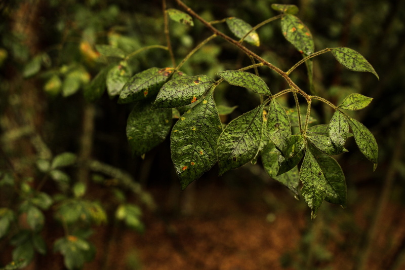 dark, droplets, lichen, tree, branch, rademeyers, plants, experience, plant part, close-up, tranquility, greenery, focus on foreground, explore, food and drink