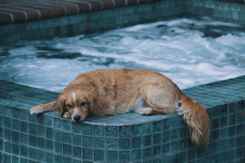 domestic, animal, hot, water, pool, domestic animals, relaxation, hot tub, day, edge, vertebrate, golden, no people, lying down, dog, canine, retriever