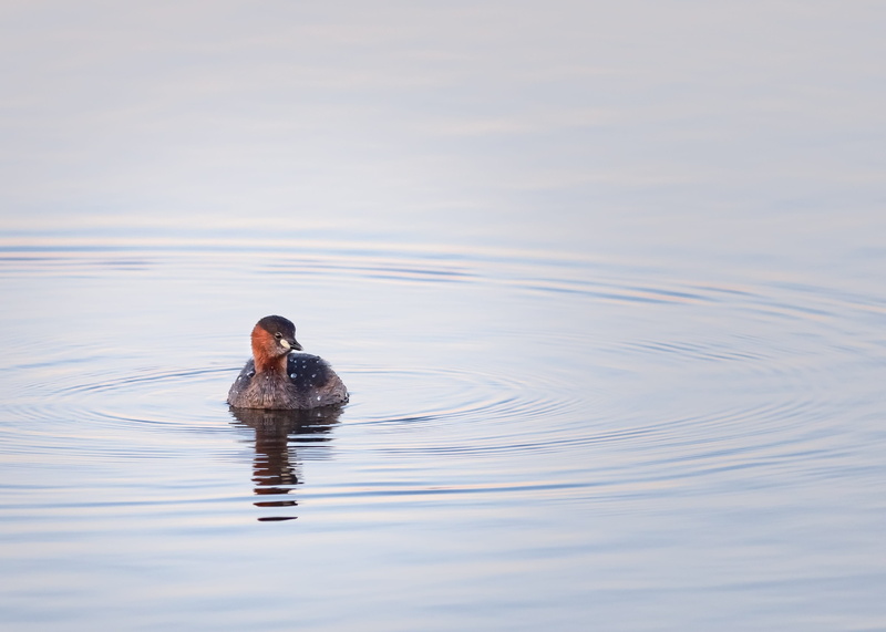 day, vertebrate, avian, ocean, animals in the wild, animal, waterfowl, little grebe, pond, poultry, duck, water bird, animal themes, 2K, swimming, river