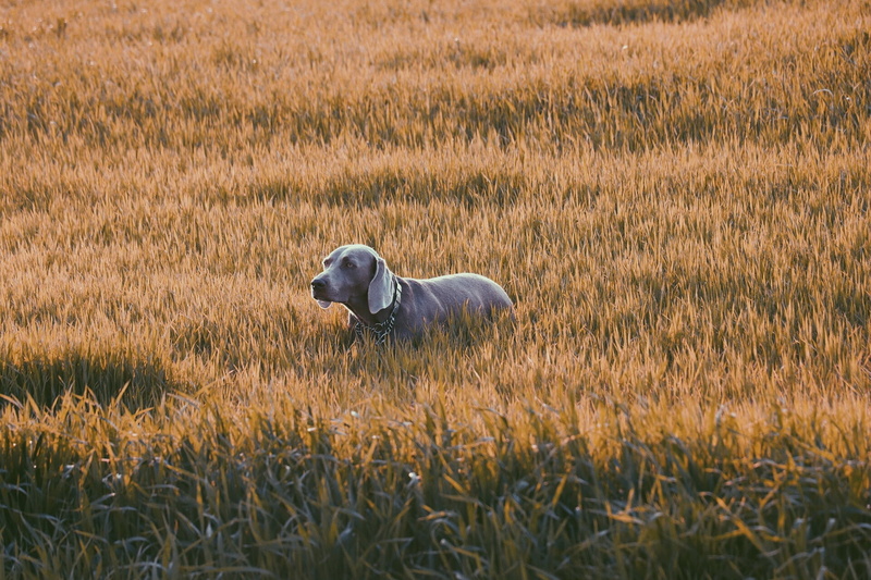 beauty in nature, red-dog, domestic animals, tongue, little-red-duck-dog, mammal, adult, dog-breed, puppy, weimaraner, sweet, dog, field, animal-photography