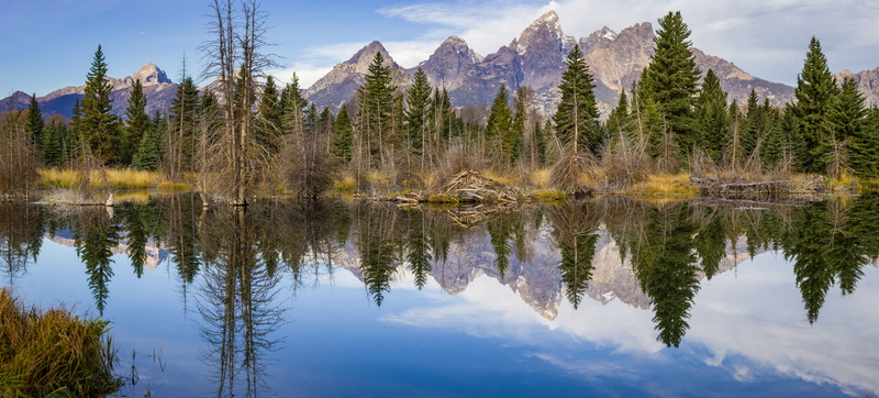 moose, 8K, water, united states, tranquility, scenics - nature, mountains, growth, day, tetons, schwabachers landing road, medium format, sky, plant, idyllic