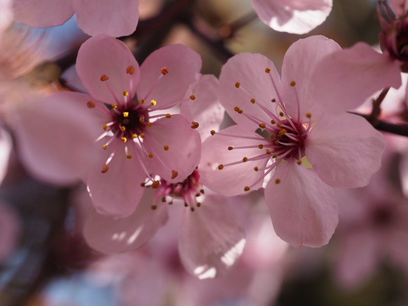 cherry, petal, photo, blossom, frühling, nature, selective, sunlight, petaled, macro, makro, cherrytree, flower, pink Color, close-up, spring, springtime
