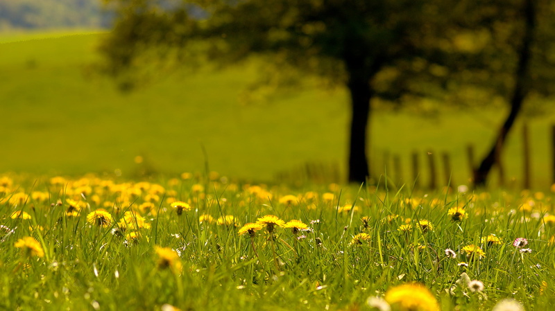 beauty In Nature, summer, Limited, geotagged, field, 1080P, petal, springtime, rural Scene, plant, GPS, FA, Samsung GX10, outdoors, green Color, nature