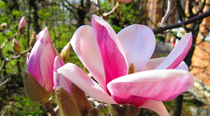 vulnerability, flower, freshness, close-up, flower head, petaled, growth, 4K, petal, Seasons, white, magnolia flowers, outdoors, focus on foreground, magnolia buds