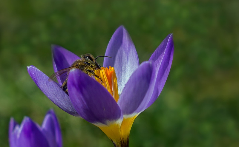 spring, Krokus, 720P, Stempel, bee, Blumen, lens, purple flower, photography, Frühling, fleißig, Nektar, purple, tilt shift lens, tilt, busy, Pollen, shift
