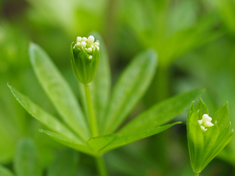 springtime, freshness, macro, bloom, green, spring, close-up, weiß, kräuter, green leaf, woodruff, nature, blossom, botany, photography, green Color, leaf