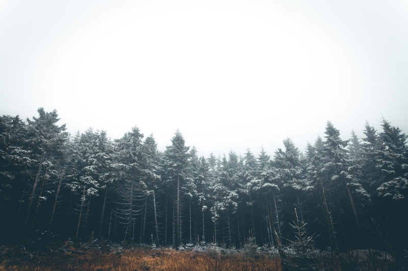 non-urban scene, scenics - nature, mood, outdoor, landscape, hiking, woodland, tree, idyllic, pine tree, plant, clear sky, forest, nebel, outdoors, wald
