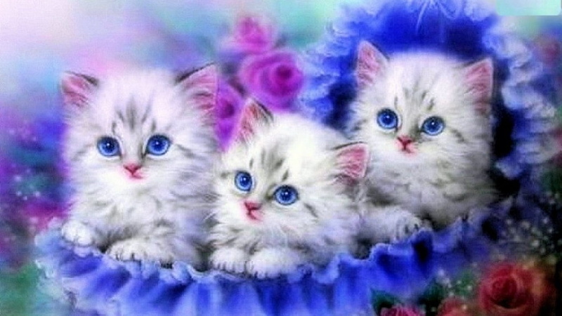 animal head, purple, animal eye, young animal, domestic cat, animal themes, small, cat, Katze, Blau, mammal, indoors, cute, two animals, group of animals