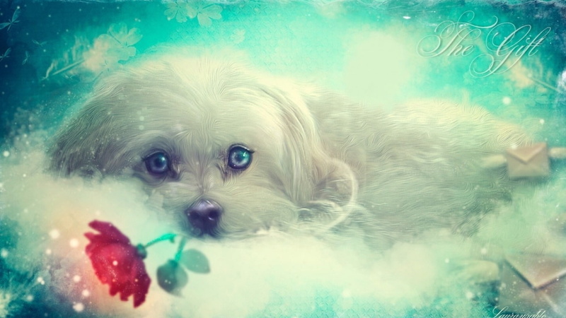 underwater, looking at camera, pets, mammal, Deutschland, indoors, swimming, no people, canine, Blau, animal, Hund, vertebrate, close-up, turquoise colored