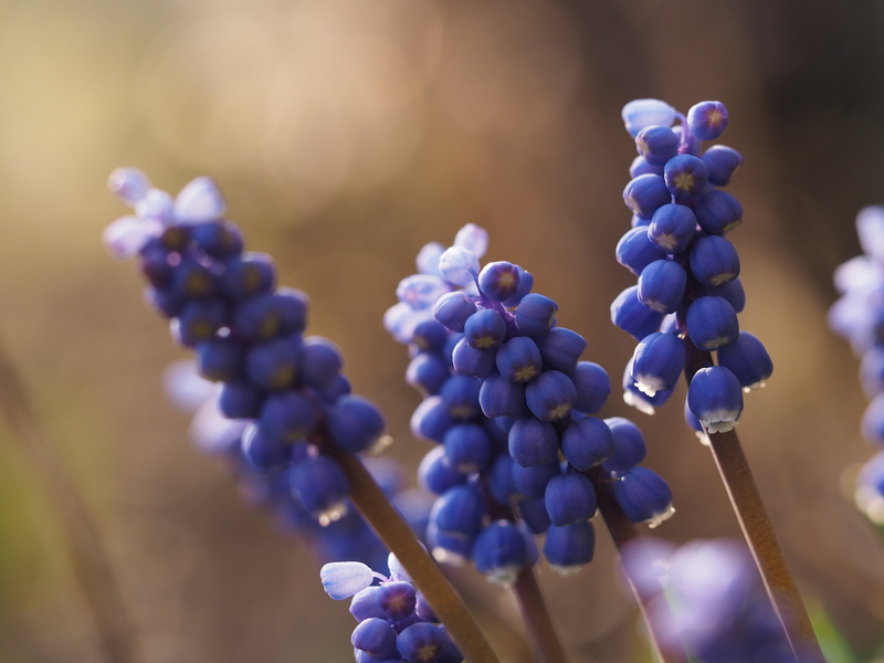 blue  flower, garden, Muscari, plant, nature, blossom, closeup, focus, agriculture, garten, grape  hyacinth, spring, shallow focus, blossoms, shallow, blume