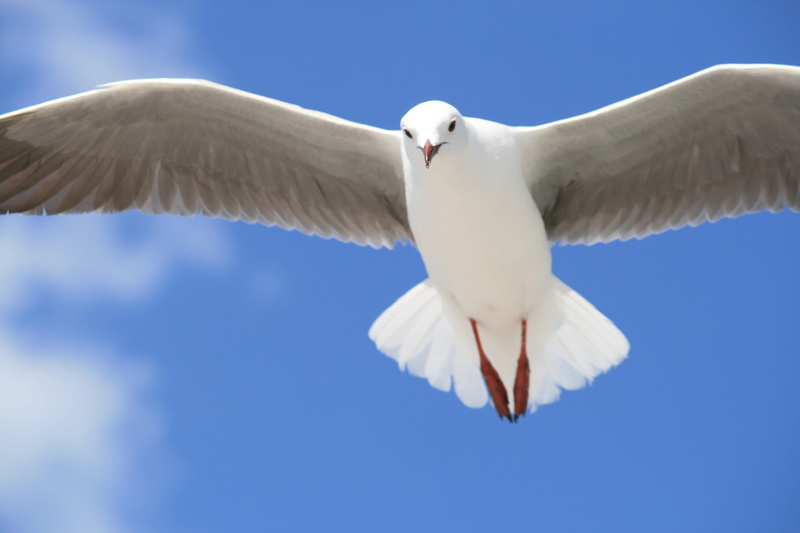 bird, blau, photo, no people, white, himmel, motion, vertebrate, animal wildlife, time, timelapse, animal wing, freedom, outdoors, flying, wing, nature