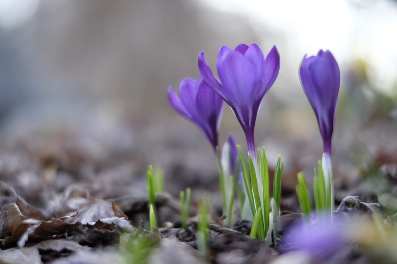 growth, blau, Blume, Frühling, photography, three, closeup, Crocus, flower, nature, plant, closeup photography, season, Makro, springtime, Blumen, spring