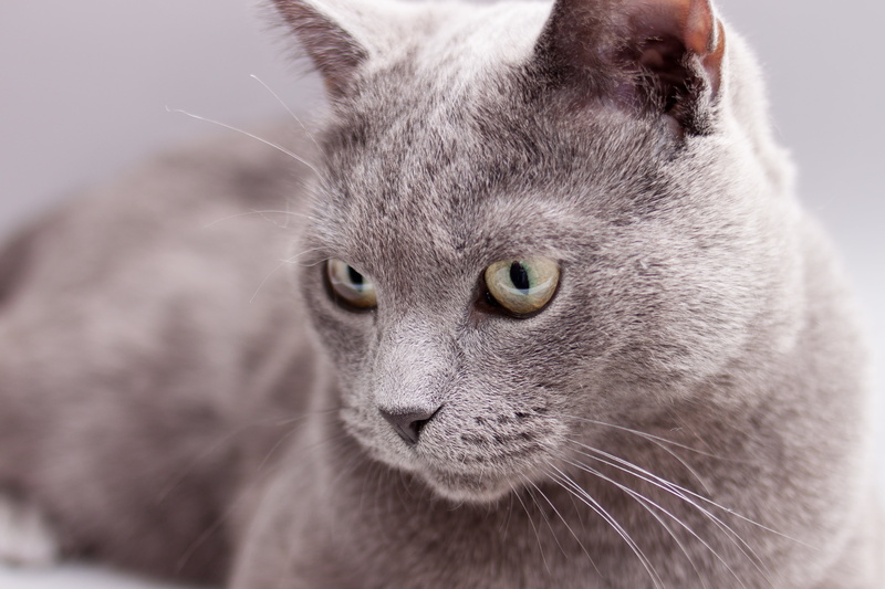 Pablo, love cats, EOS, shallow focus, 35mm, cat, mammal, cute, grey, shallow, feline, russian blue cat, looking, Blau, Canon, Katze, russian, 4K, f2, blue