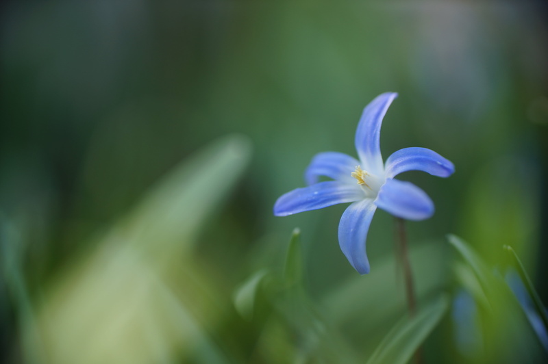 close-up, natural light, Blumen, blue, petaled, bloom, flower, petal, Licht, 4K, focus, shallow focus, Scilla, nature, shallow, plant, im, blau