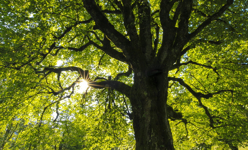 low angle view, bäretswil, nature, switzerland, rueggenthalstrasse 26, beauty in nature, day, full frame, tranquility, tree canopy, green, growth, no people