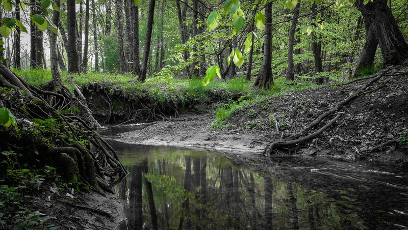 Fuji, forest  river, water, grün, outdoors, fluss, scenics, stream, nature, green Color, riverside, forest, tree, landscape, tripod, focus  stacking, river