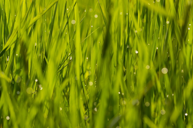 meadow, environment, 2K, Muster, green Color, close-up, soap  bubble, wasser, nature, growth, im, green grass, water, grün, freshness, reflections, sigma