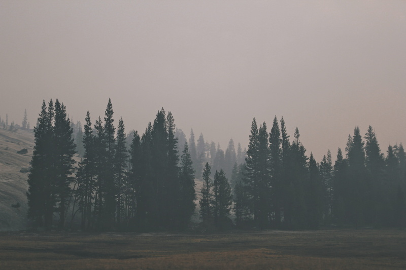 nature, growth, sky, no people, tranquility, düster, forest, wetter, grün, plant, near, landscape, overcast, pine, frösteln, mountain, beauty in nature