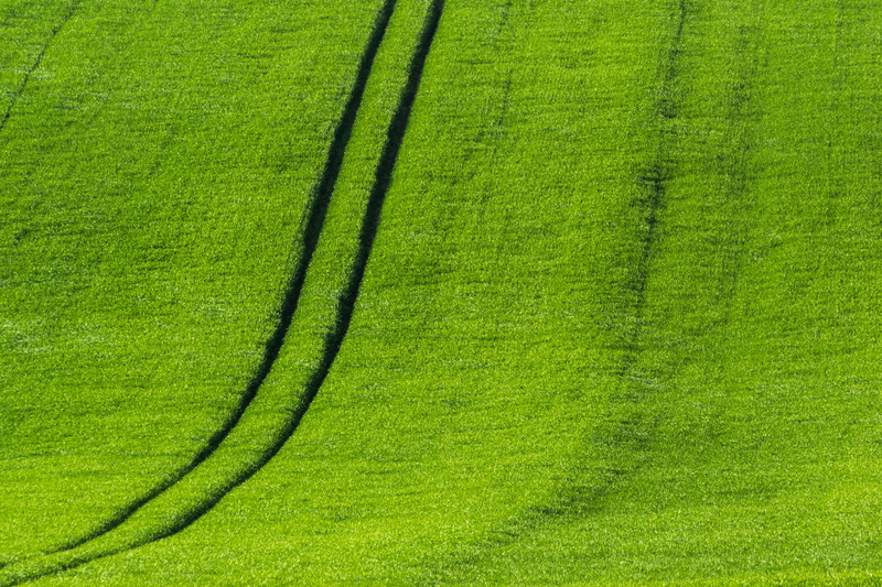 4K, land, oilseed Rape, rural Scene, Harz, agriculture, green Color, landscape, grass field, farm, Grün, grass, nature, daytime, Ostern, summer, green grass