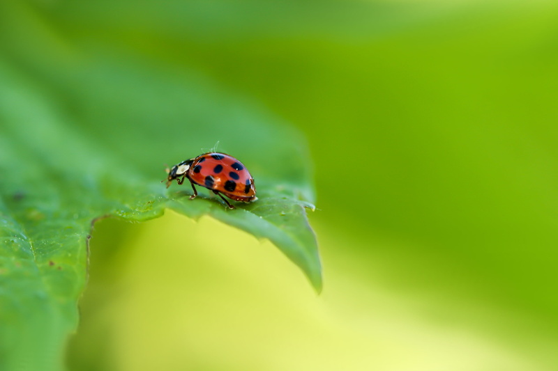 Makro, Ein, Animal, Canon EOS 600D, beetle, photography, green, green leaf, Grün, Canon EF, Bug, soft, closeup photography, Tier, handheld, Natur, Käfer