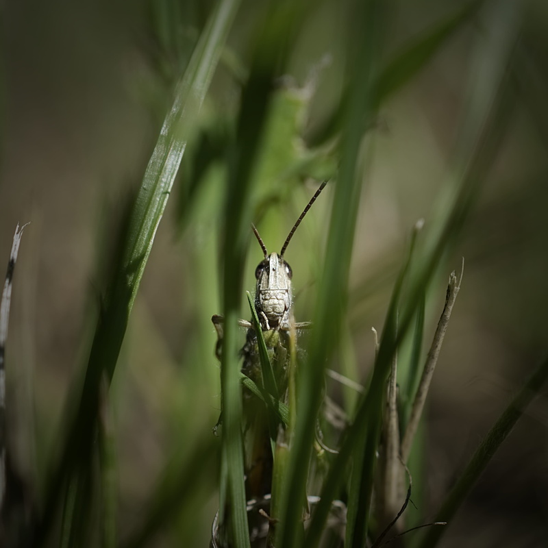 green color, close-up, heuschrecke, insect, 2K, grasshopper, grashüpfer, grasshoper, green, growth, animal body part, grassopper, flower, animals in the wild