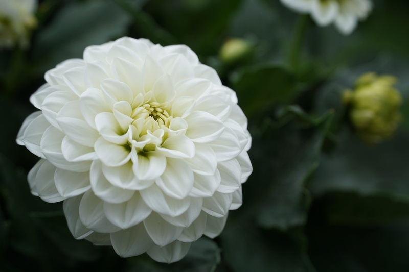inflorescence, focus on foreground, close-up, vulnerability, nature, white green, growth, green white, spring, fragility, flower head, beauty in nature