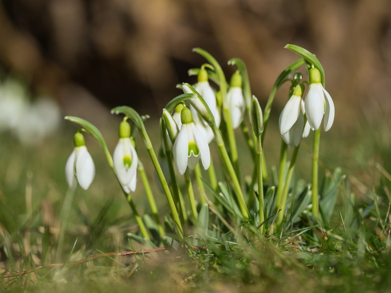 1080P, grün weiß, flowering plant, land, grass, white blossom, flower head, nature, meadow, spring garden, bloom, flower, fragility, white flower, snowdrop