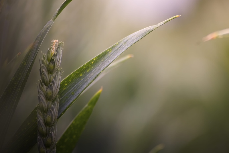 leafed, 5K, food, grass, blade of grass, animal, selective focus, no people, tranquility, growth, green, green color, focus, wheat, drop, natur, flower