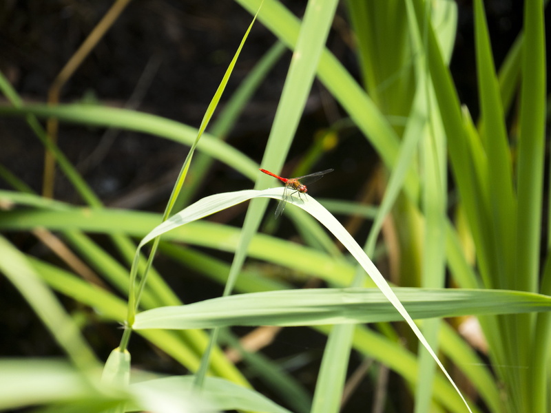 plant part, one animal, outdoors, close-up, blade of grass, growth, day, giardino botanico litoraneo di porto caleri, 4K, no people, plant, libelle, dragon-fly