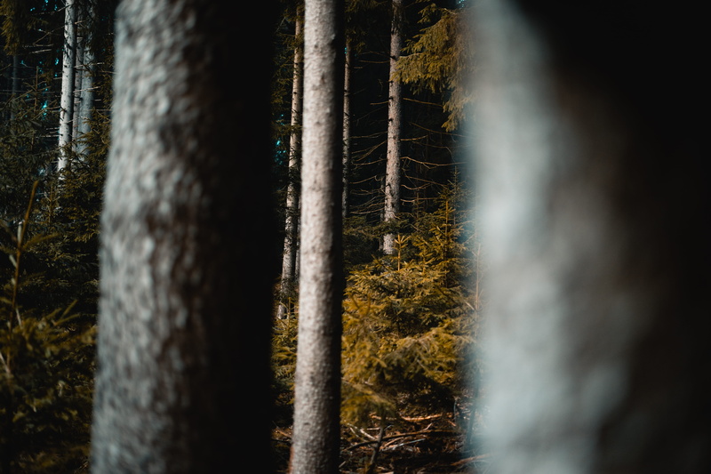 grün, woodland, day, water, environment, photo, herbst, smoke - physical structure, natur, tree trunk, tranquility, scenics - nature, outdoors, wood, non-urban scene