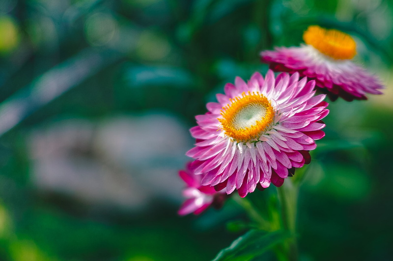 pink, colorful, Helichrysum bracteatum, foveon, light, Everlasting, camera, merrill, Flowers, art, cv, film, life, bracteatum, lens, summer, Fujifilm  X-Pro1