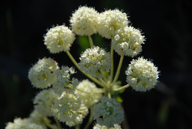 mt washburn, black background, no people, scenery, flowers, day, focus on foreground, softness, mountains, yellowstone national park, flowering plant, wild plant