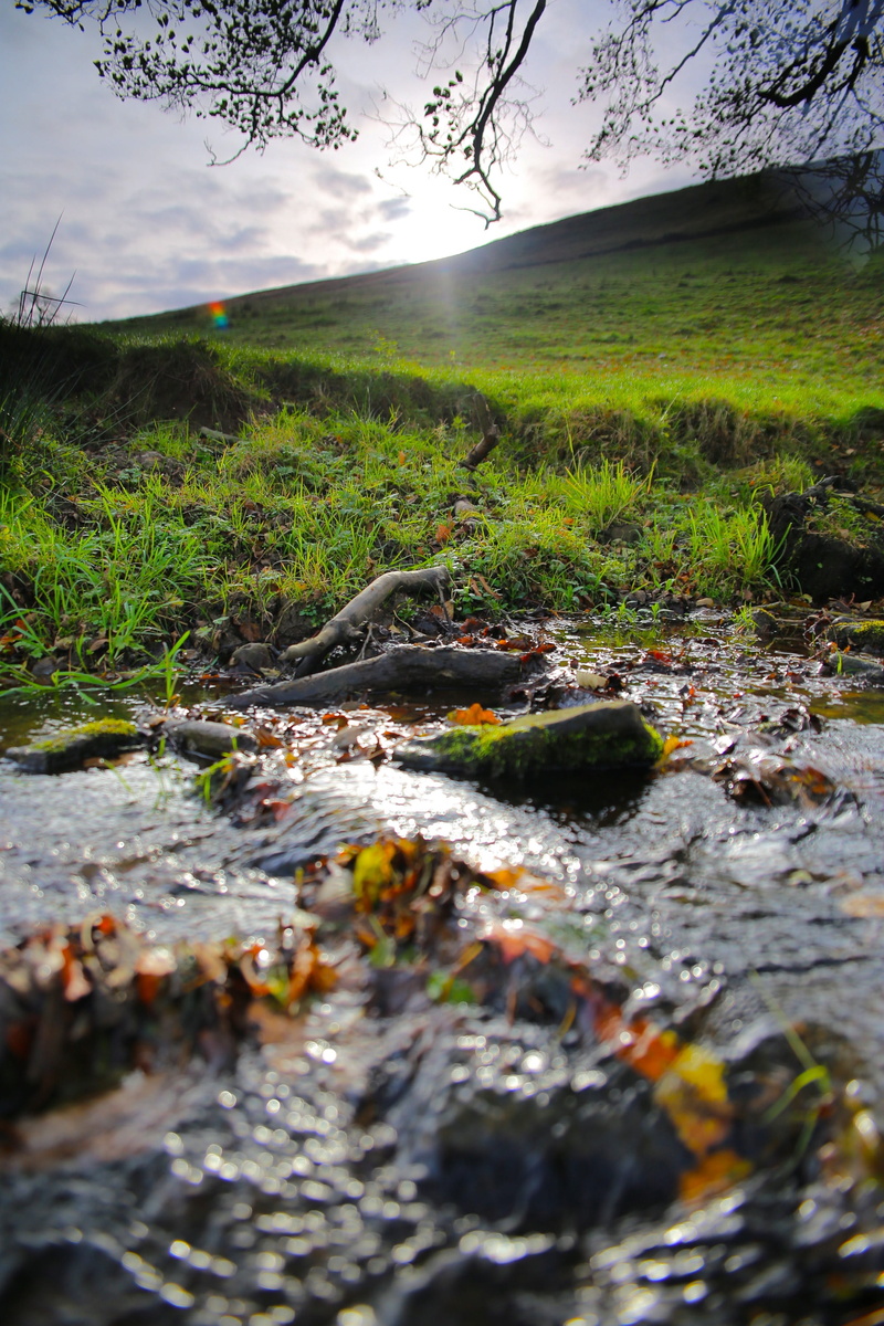 scenics - nature, river, green color, daytime, tranquility, wilderness, leaf, hathersage, uk, moss, day, water, green, beside, no people, stream, root