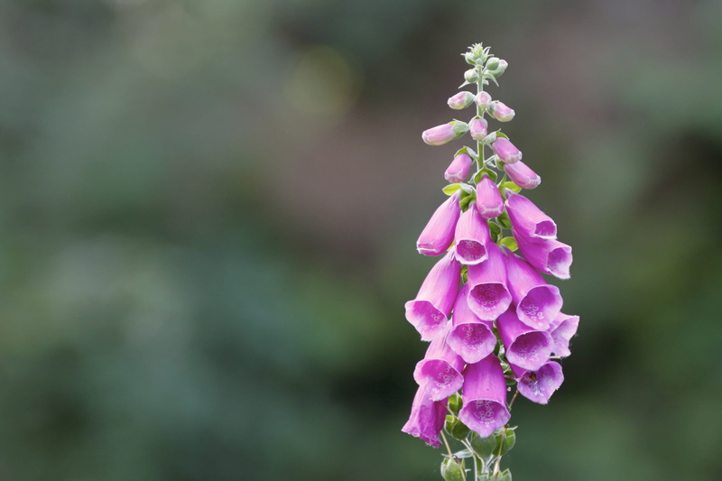 pink color, vulnerability, flowers, springtime, pink, flower, summer, wildlife, 2K, foxglove, united kingdom, freshness, growth, botany, inflorescence